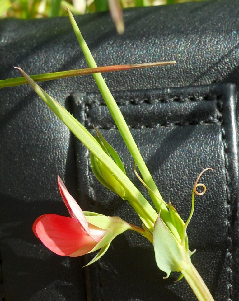 Lathyrus cicera